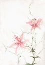 Pink lily flowers watercolor painting