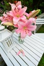 Pink lily garden Royalty Free Stock Photo