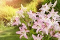 Pink lily on the garden, oriental Lilium flowers