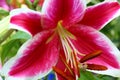 Pink Lily in garden in Pennsylvania