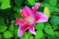 Pink Lily in garden in Pennsylvania