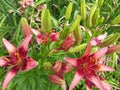 Pink Lily Garden Royalty Free Stock Photo