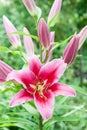 Pink lily garden on a sunny day in the garden Royalty Free Stock Photo