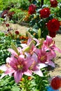 Pink Lily grows in a flower bed near a rose Bush and hosts. Beautiful summer landscape. Flowering shrubs