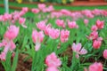 Pink lily Royalty Free Stock Photo