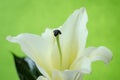 Pink Lily isolated on yellow background Clipping path included Royalty Free Stock Photo