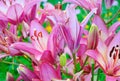 Pink lily (Lilium) flower