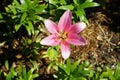 Pink lily, Lilium x hybridum \'Algarve\' blooms in July in the garden. Berlin, Germany Royalty Free Stock Photo