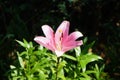 Pink lily, Lilium x hybridum \'Algarve\' blooms in July in the garden. Berlin, Germany Royalty Free Stock Photo