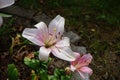 Pink lily, Lilium x hybridum \'Algarve\' blooms in July in the garden. Berlin, Germany Royalty Free Stock Photo