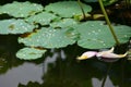 Pink Lily Lotus petal rain drops Royalty Free Stock Photo