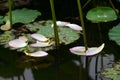 Pink Lily Lotus petal rain drops Royalty Free Stock Photo