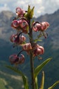 Pink lily with mountains on the background