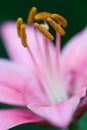 Pink lily in nature