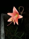 Pink lily in the night garden. Beautiful pink lily.