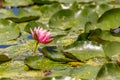 Pink Lily Pad Flower. Royalty Free Stock Photo