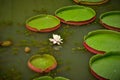 Pink lily pad flower in the garden Royalty Free Stock Photo