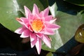 Pink Lily Pad Flower in Littleton, Colorado Royalty Free Stock Photo