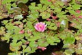 Pink lily pad flower surrounded by lily pads background texture macro Royalty Free Stock Photo