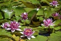 Pink Lily Pad at the Sasebo Japanese Gardens in Albuquerque New Mexico Royalty Free Stock Photo