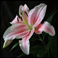 Pink lily with petals on a green stem, dark background. Flowering flowers, a symbol of spring, new life Royalty Free Stock Photo