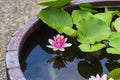 Pink lily on a pond in green leaves. Nature. Background Royalty Free Stock Photo