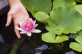 Pink lily on a pond in green leaves. Nature. Background Royalty Free Stock Photo