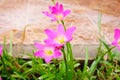 Pink lily rain lily flower Royalty Free Stock Photo