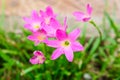 Pink lily rain lily flower Royalty Free Stock Photo