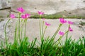 Pink lily rain lily flower Royalty Free Stock Photo