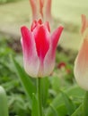 Pink lily shaped tulips Whispering dream blooming in garden