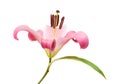 Pink lily Royalty Free Stock Photo