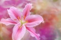 Pink lily in soft color style for Abstract background. Royalty Free Stock Photo