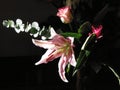 A Pink Lily in Sunlight