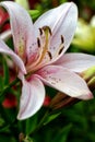 Pink lily Royalty Free Stock Photo