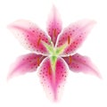 Pink lily on a white background Royalty Free Stock Photo