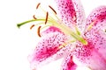 Pink lily on white Royalty Free Stock Photo