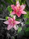 Pink lily& x27;s Royalty Free Stock Photo