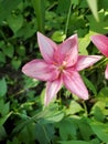 Pink lily& x27;s Royalty Free Stock Photo