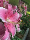 Pink Lily& x27;s Royalty Free Stock Photo
