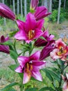Pink lily& x27;s sway in summers breezes Royalty Free Stock Photo