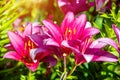 Pink lilys bloom Royalty Free Stock Photo