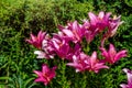 Pink lilys bloom i Royalty Free Stock Photo