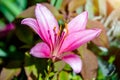 Pink lilys bloom Royalty Free Stock Photo