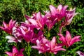 Pink lilys bloom Royalty Free Stock Photo