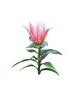 Pink lilys bud begins blooming with green leaves isolated on white background , clipping path Royalty Free Stock Photo