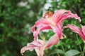 Pink Lilys in the garden with bright nature light Royalty Free Stock Photo