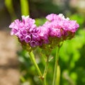 Pink Limonium flower, sea-lavender blooming at authumn