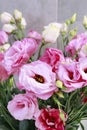 Pink lisianthus eustoma flowers Royalty Free Stock Photo