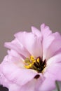 Pink Lisianthus flower close up Royalty Free Stock Photo